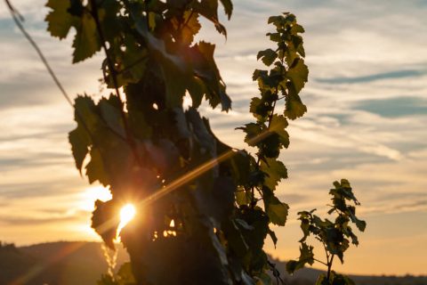 Sonnenuntergang Y-Burg Kernen Stetten