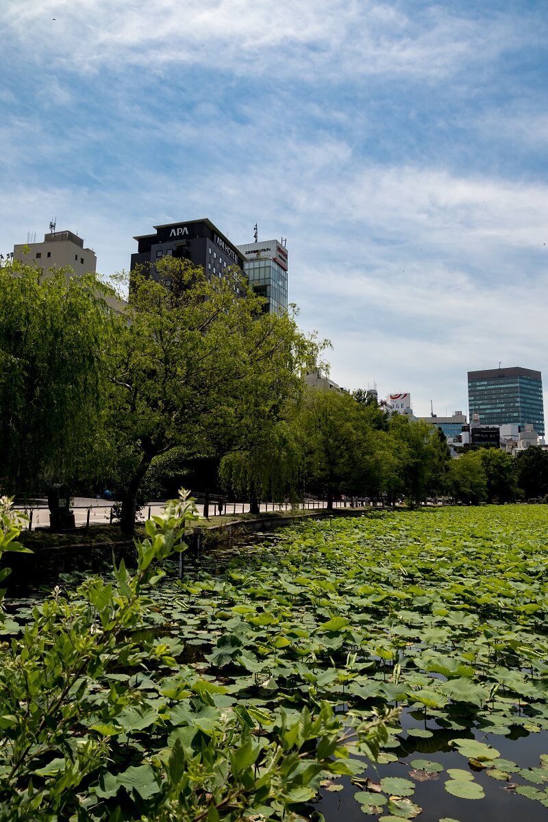 Blick auf den Shinobazuno-Teich mit vielen Seerosen und Bäumen im Hintergrund