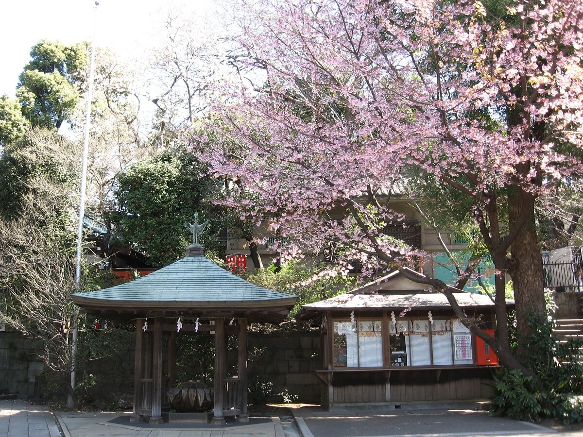 Kirschblüte im Ueno Park