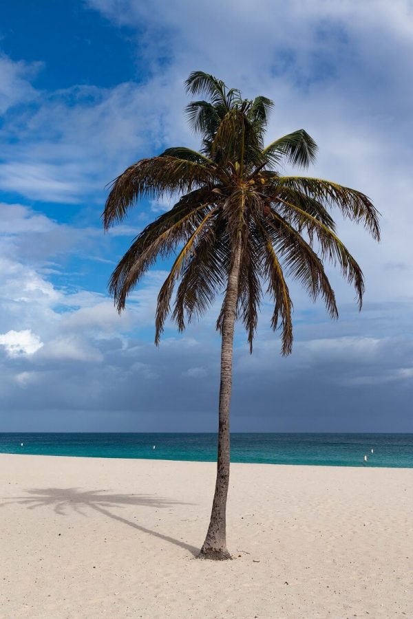 Palme am Eagle Beach Aruba