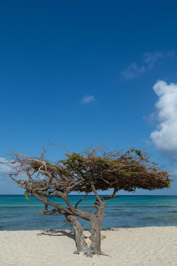 Divi Divi Baum auf Aruba