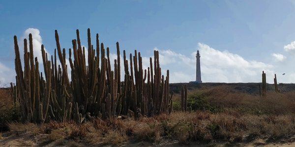 Kakteen vordem Leuchtturm El Faro Blanko Aruba