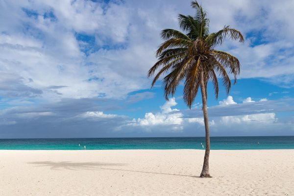 Palme am Eagle Beach Aruba