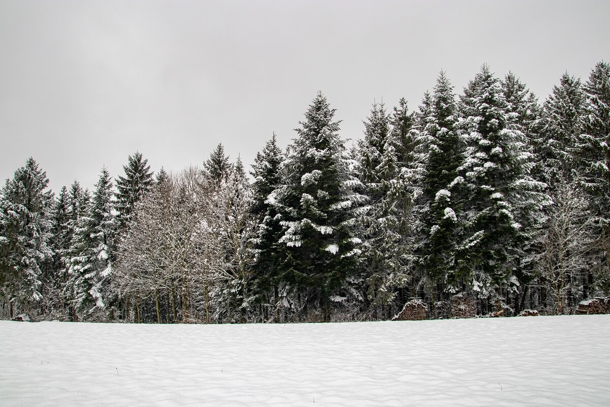 Bäume im Schnee Farbe