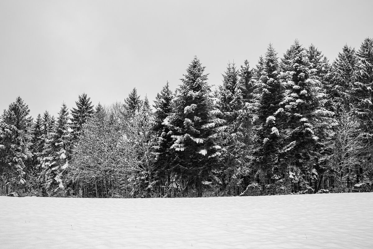 Bäume im Schnee SW