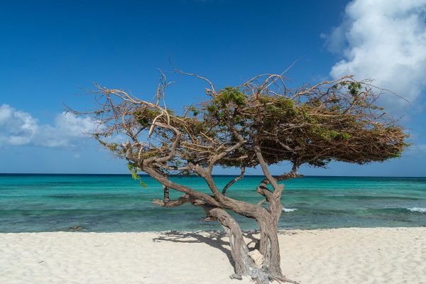 Divi Divi Baum am Arashi Beach Aruba