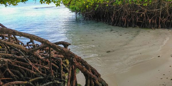 Mangrovenstrand Mangel Halto Aruba