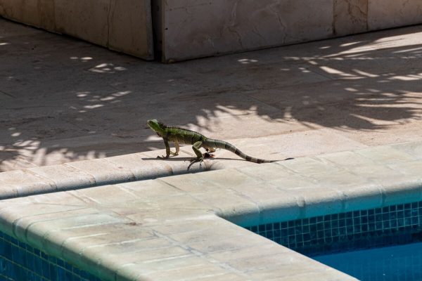 Grüner Luguan, Iguana, Sunset Residence Aruba