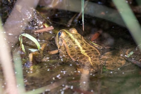 Frosch