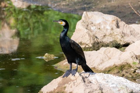 Kormoran