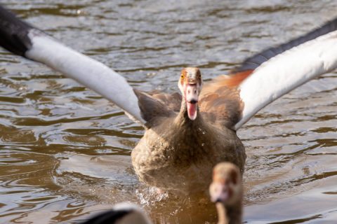 Nilgänse