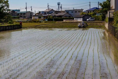 Hamamatsu Reisfeld