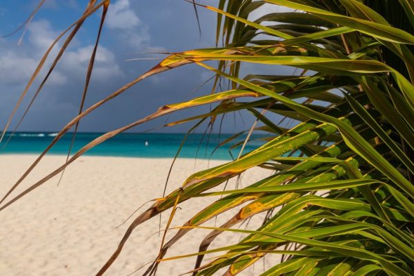 Aruba Eagle Beach Palmenblätter