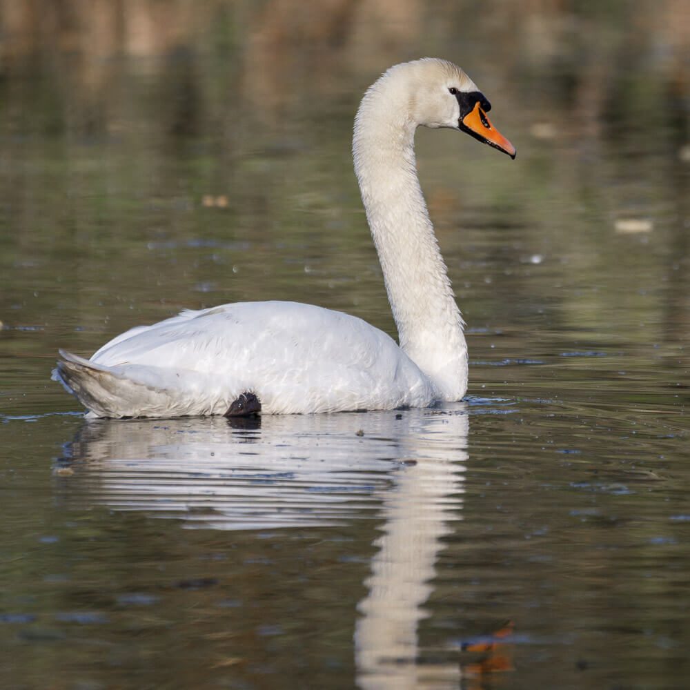 Mülheim Ruhrauen Schwan